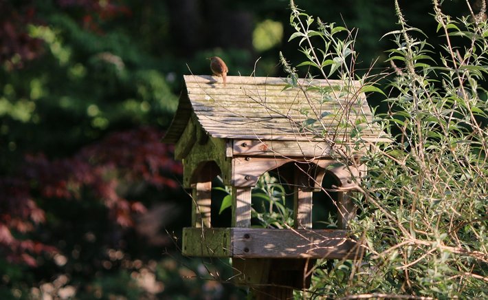 Building a Backyard Habitat: Simple Additions That Welcome Wildlife