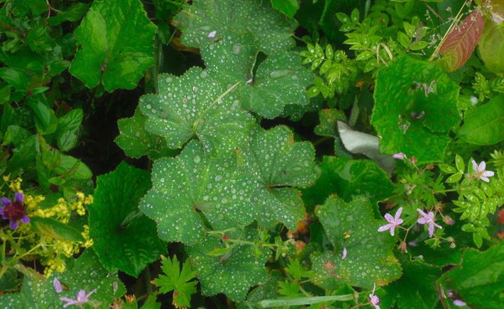 Building a Rain Garden That Actually Works in a Suburban Yard
