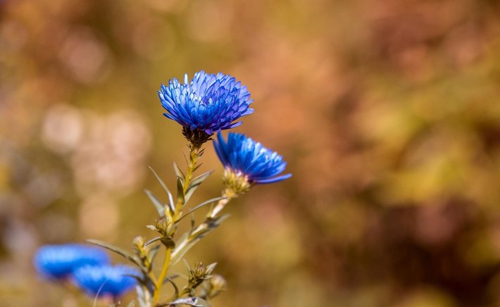 Fall Is the Best Time to Plant: A Suburban Guide to Autumn Gardening