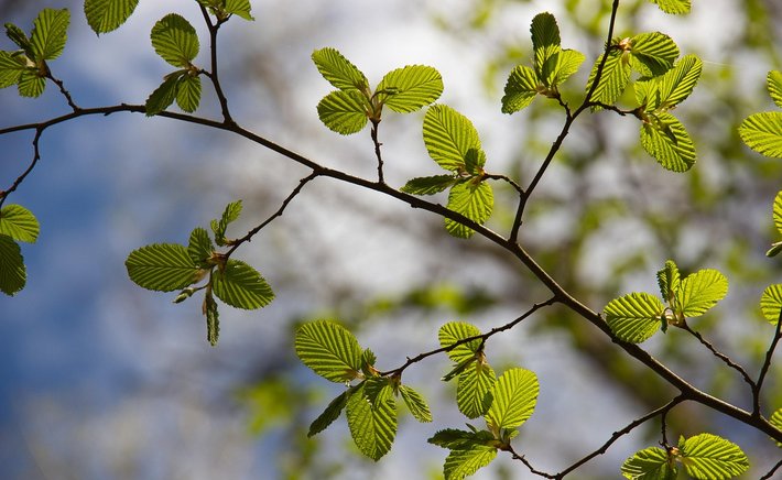 Planting a Small Native Tree: The Best Long-Term Investment in Your Yard