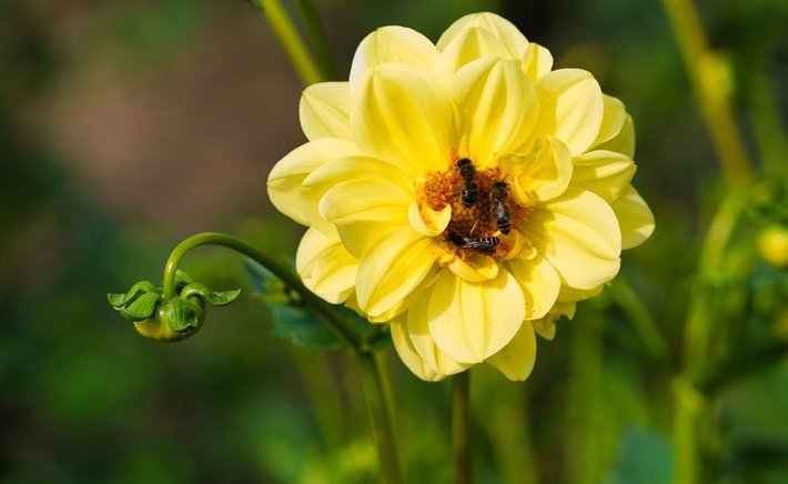 Replacing a Strip of Lawn With a Native Pollinator Border